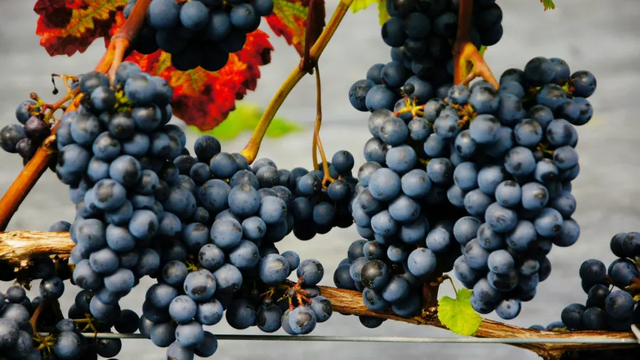 Racimos de uvas oscuras