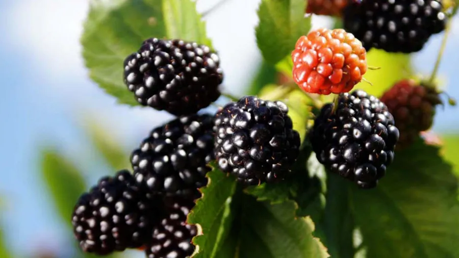 Moras maduras