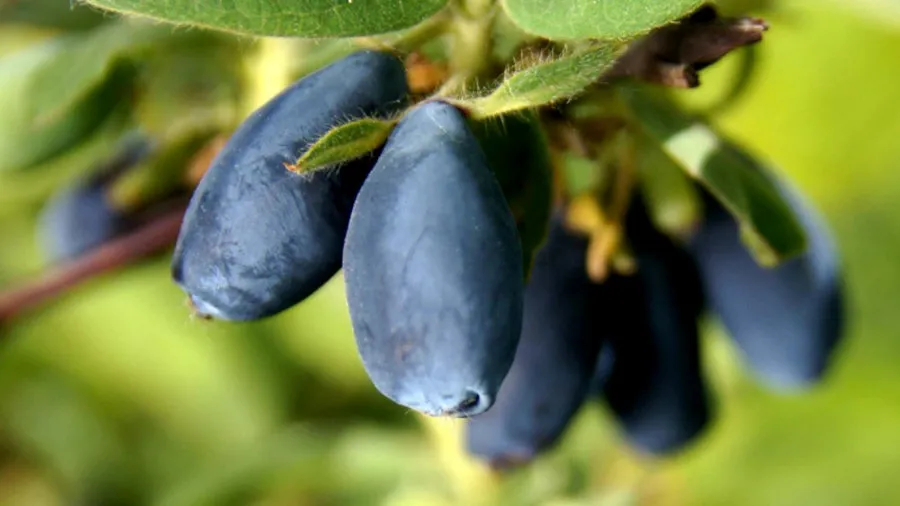 Frutos de mirtilo