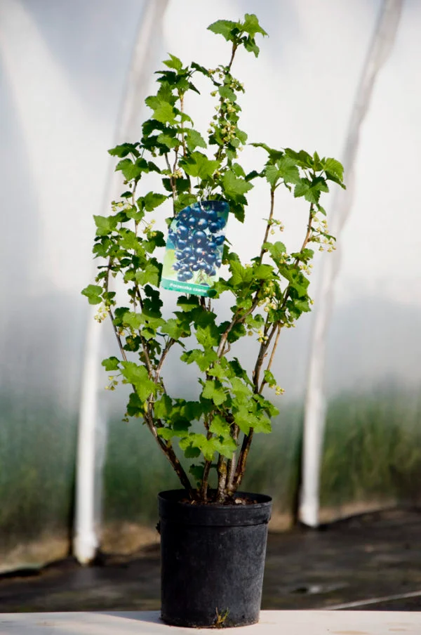 Plantas de grosellas para jardín y plantación